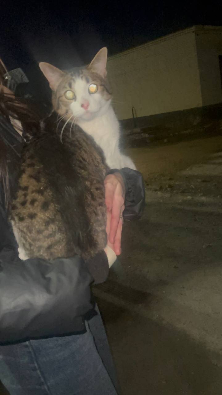 Найден кот, Мурманск, ул. Гагарина