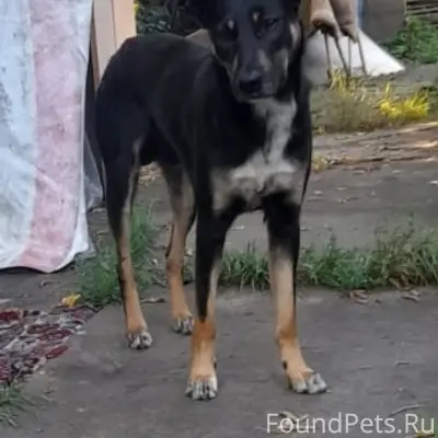 Пропал пёс, район Жемчужной, Газовой, 45 стрелковой