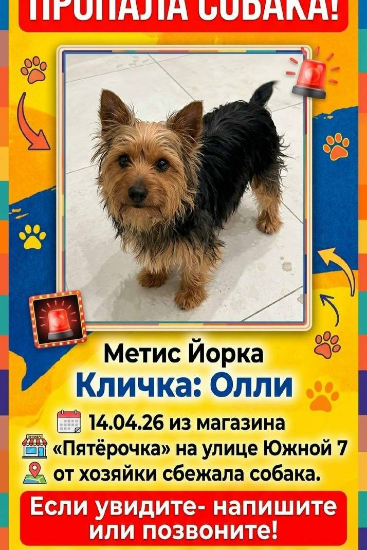 Пропал метис йоркширского терьера, Дрожжино