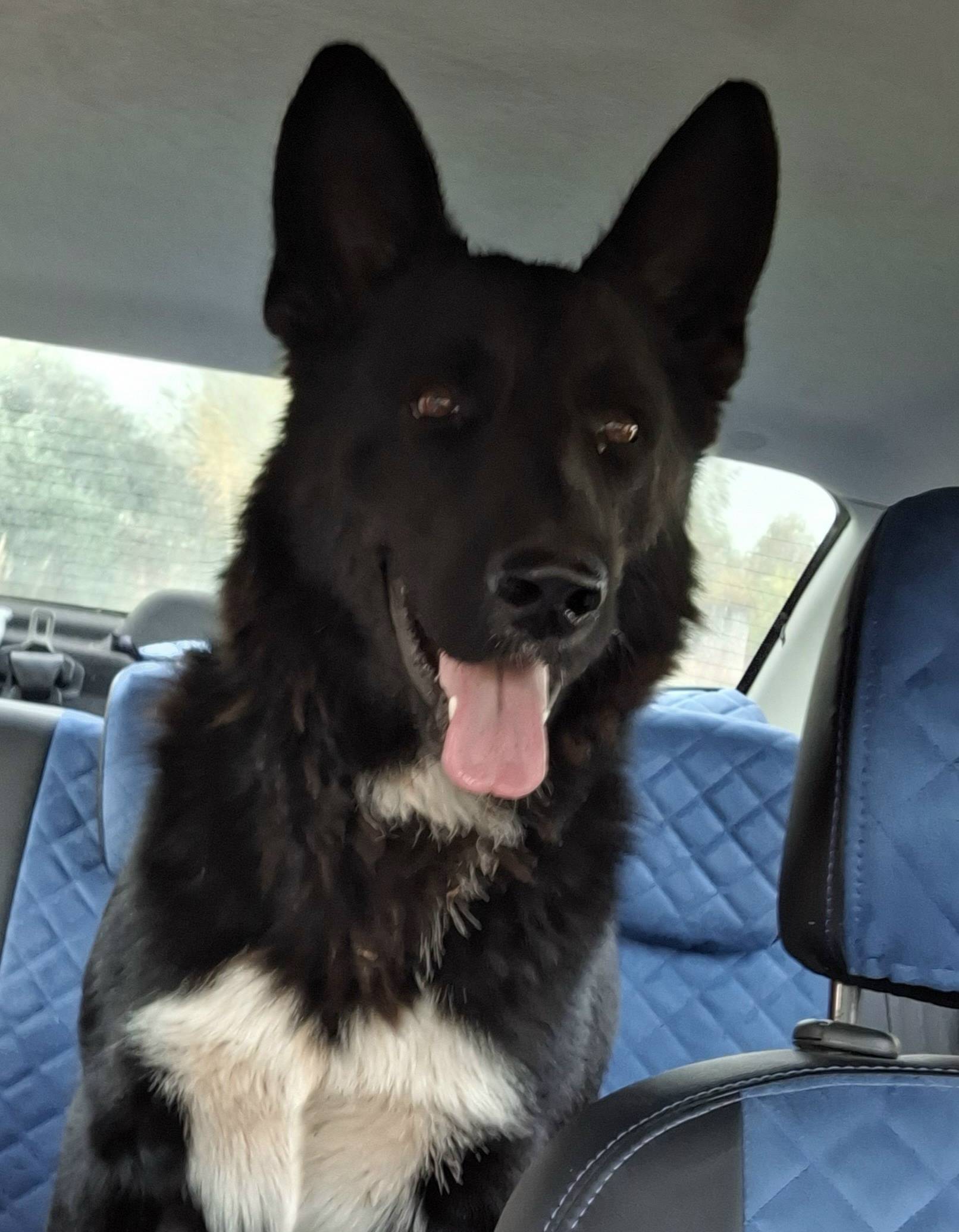 Пропал кабель овчарка Цезарь, с. Агро-пустынь