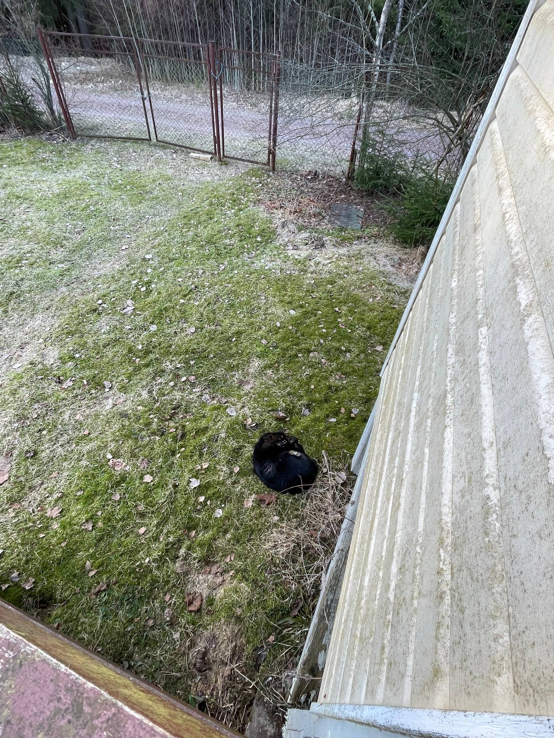 Найдена собака Сарочка, место нахождения не указано