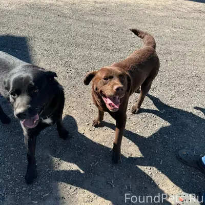 Найден кобель шоколадного цвета, ул. Тихорецкая