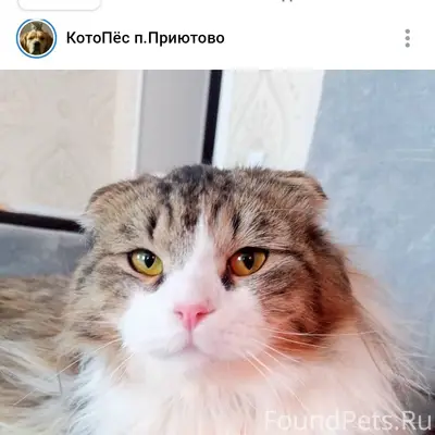 Пропал кот, посёлок Приютово