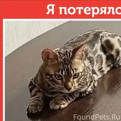 Пропал котёнок Лёва, Сибирская 102/2
