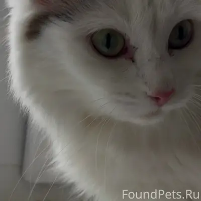 Найдена кошка, возраст около года