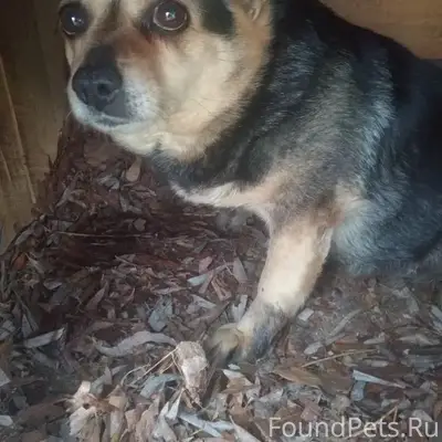 Найдена собака, Химзавод