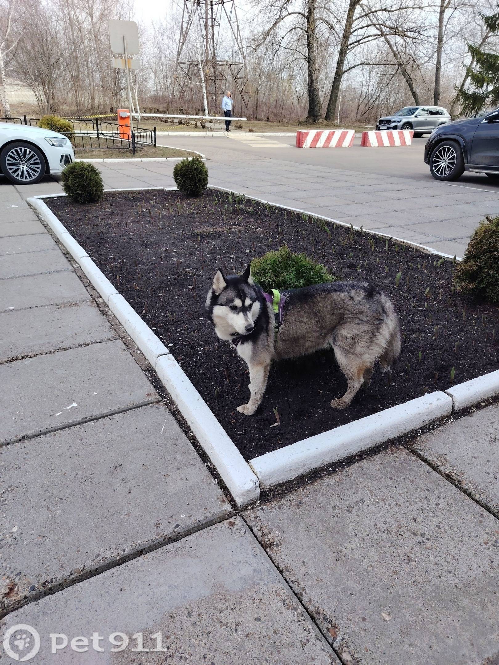 Найденна собака, Авиастроительный район