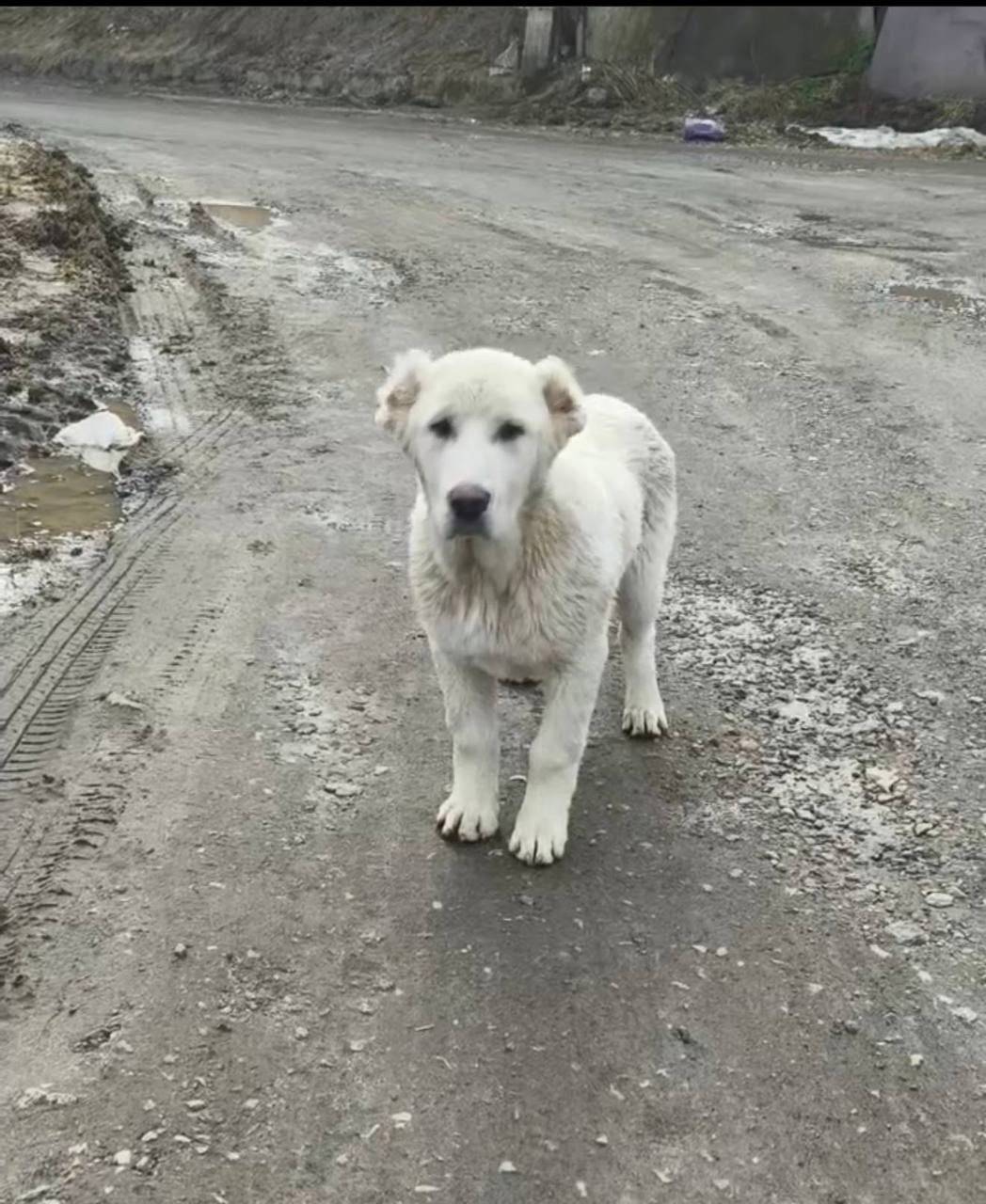Найден щенок алабая, белая девочка, Мотяково