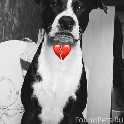 Пропал пёс Арчи, трасса Венгеровка — Псковское