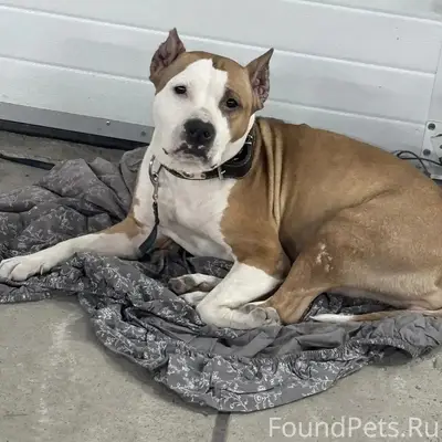 Найденная собака, Ленинский район