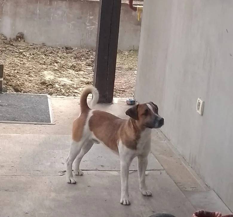 Найден пёс, Гостилицы