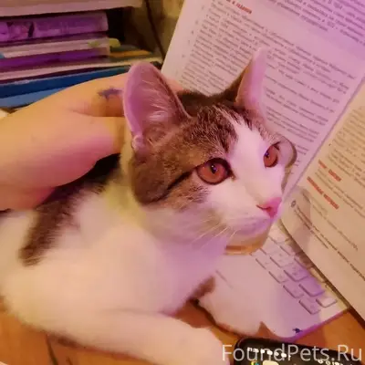 Пропал кот, ул. Металлистов