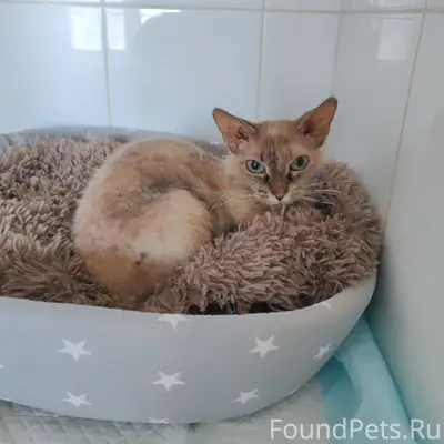 Найдена кошка, улица Левинка