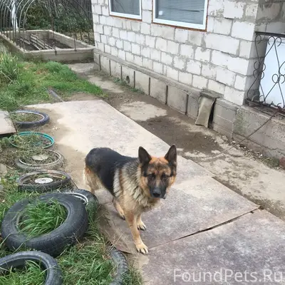 Пропал Немец Босс, Железногорск