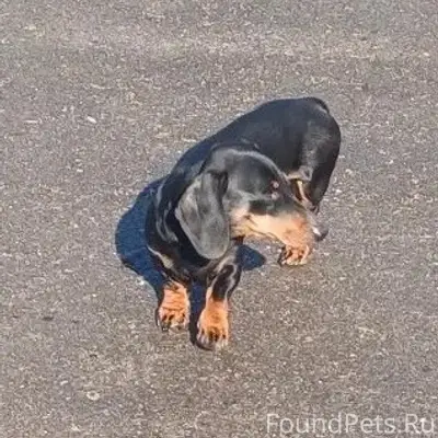 Найден пёс такса, Куприно, Ворсинские дачи