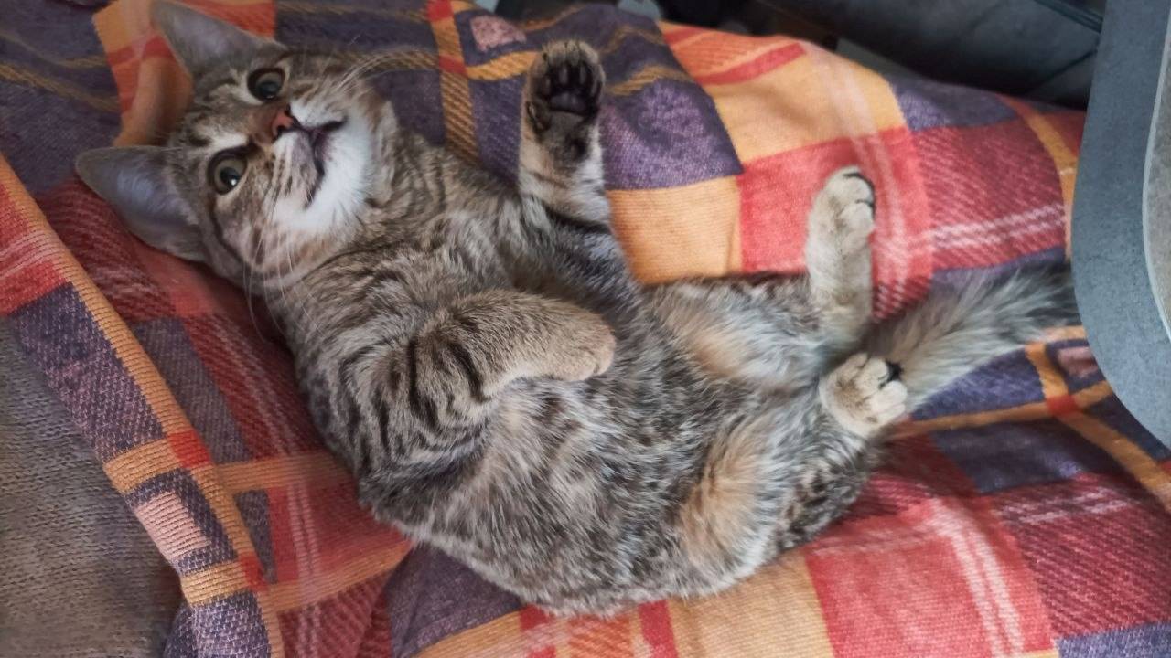 Найден серый котенок на улице Камская