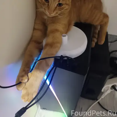 Пропал котёнок Барсик, город Приморск