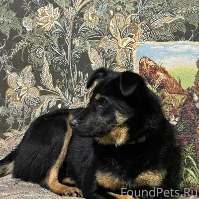 Пропала собака Жуля, дср Дуброво