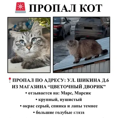 Пропал кот Марс, подвалы и соседние дворы