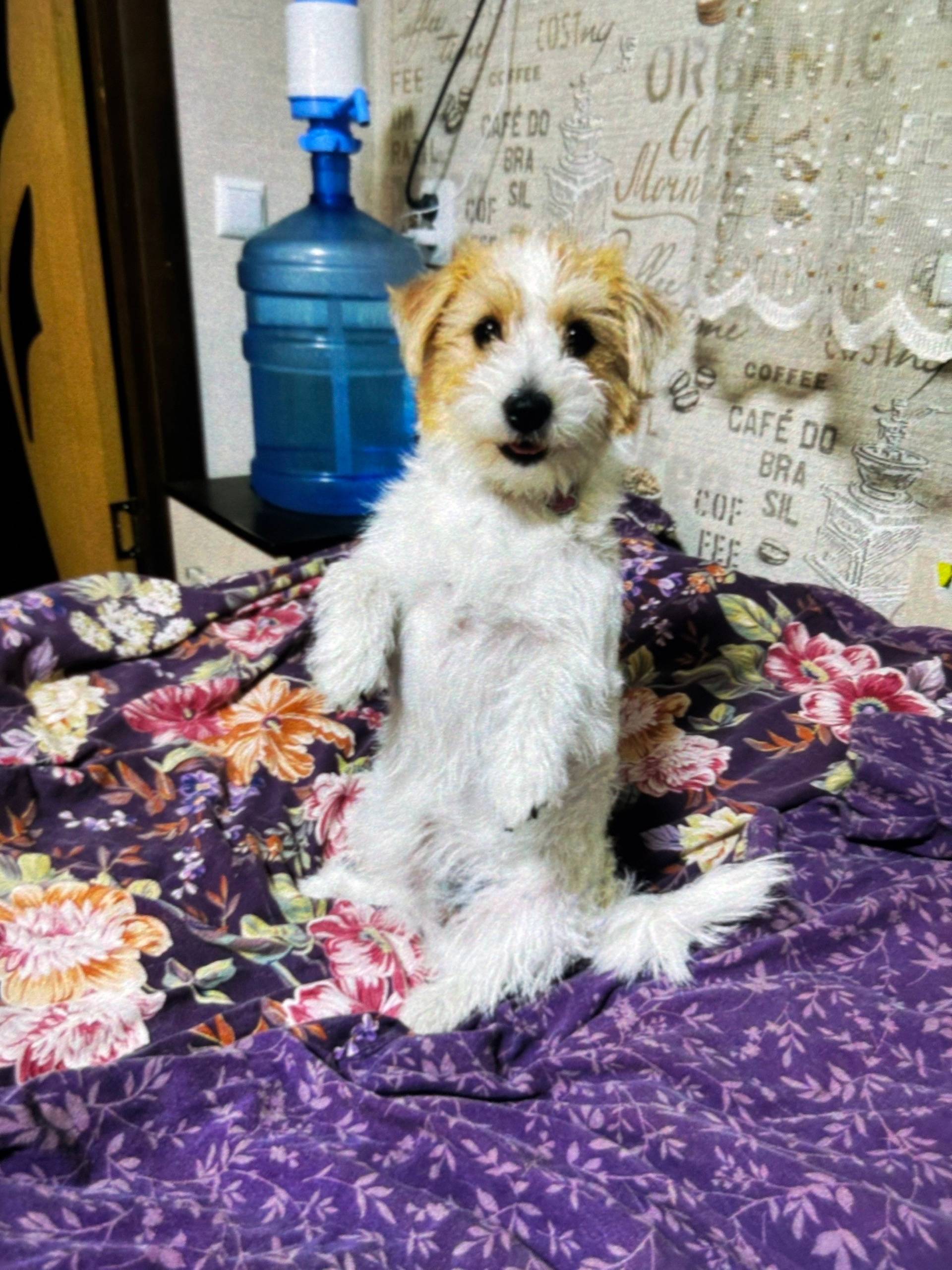 Пропала Джек Рассел терьер Олимпия