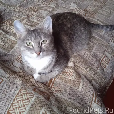 Пропала кошка Маруся, район Строителей