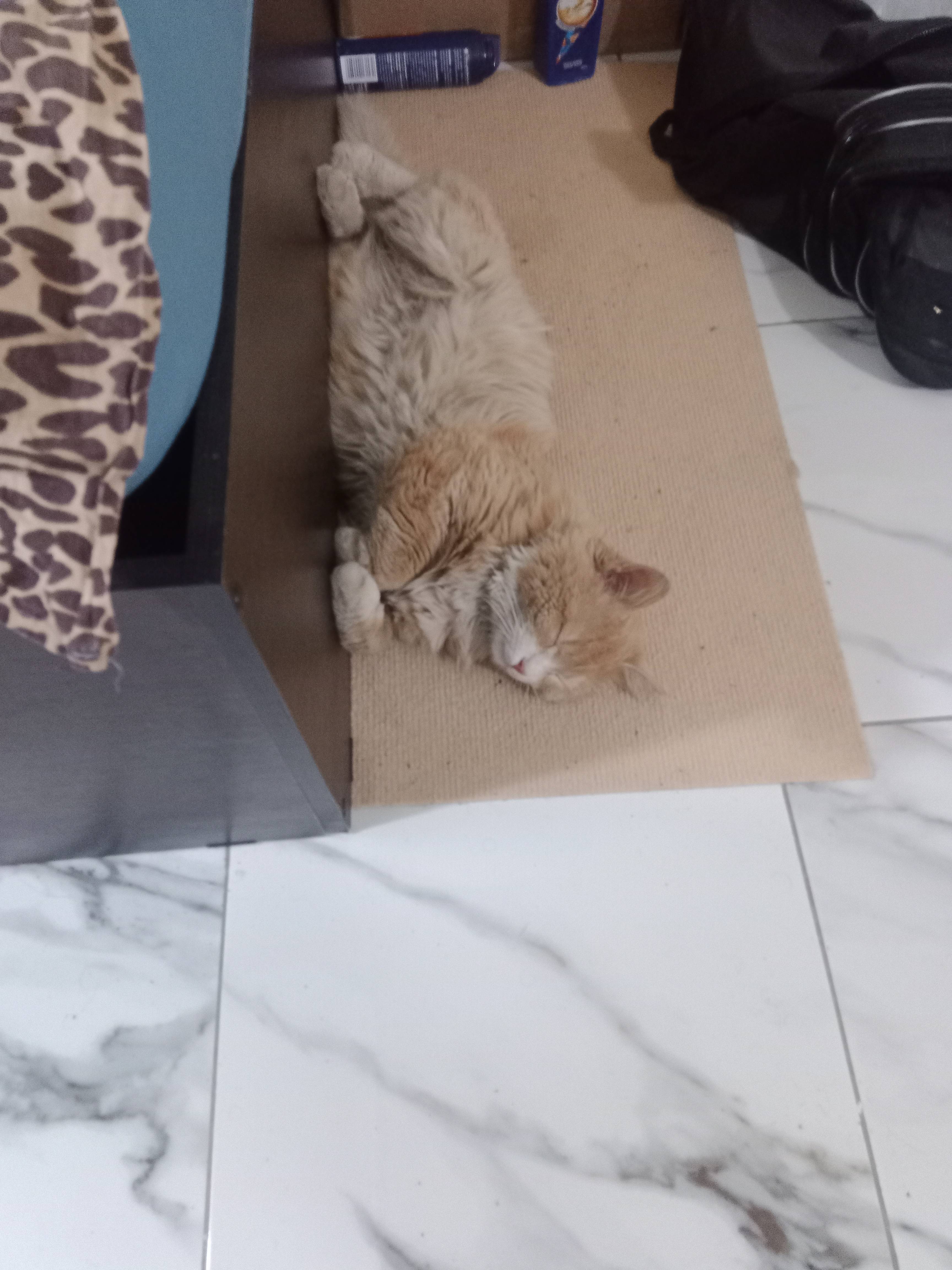 Пропал Рыжик