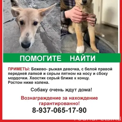 Пропал щенок, Бугуруслан