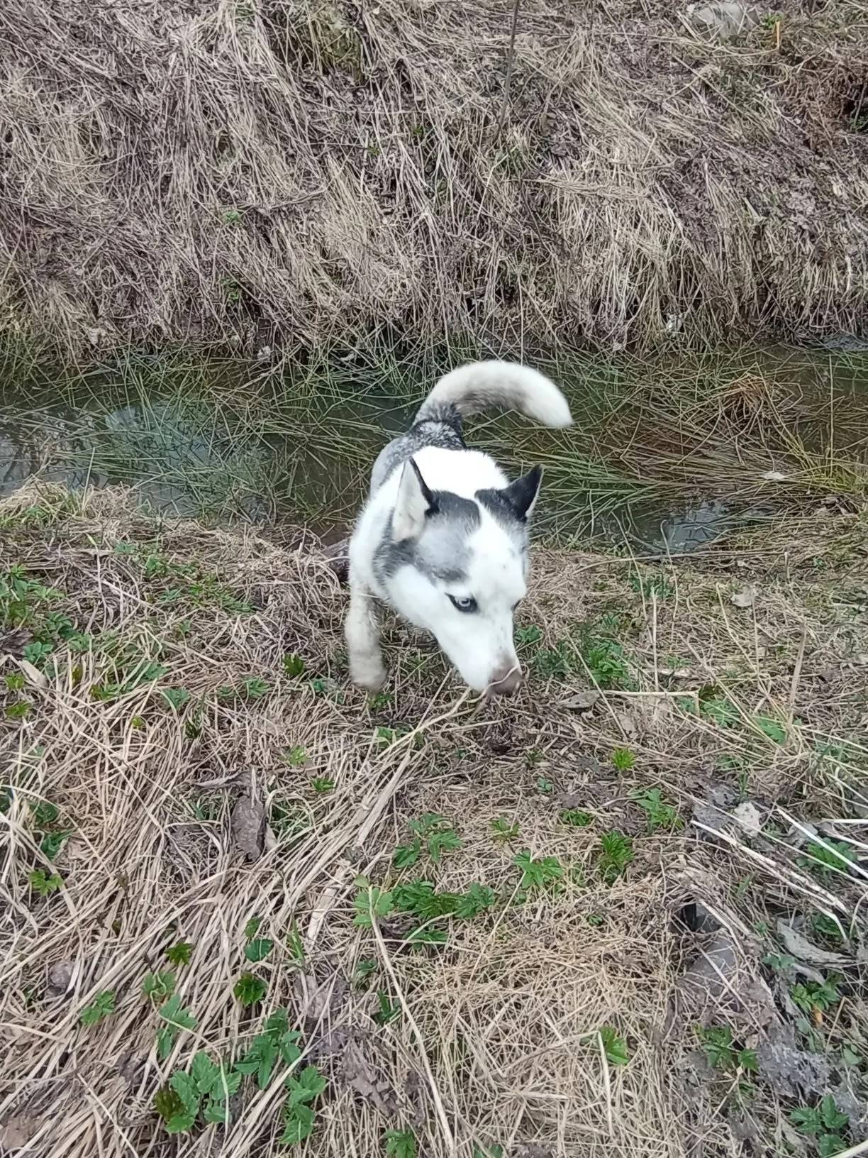 Пропала собака, похожа на Хаски, СНТ Вишнёвый сад