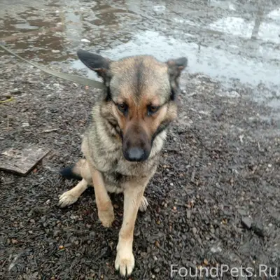 Найден щенок в зелёном ошейнике, Арз, Каштак