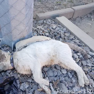 Найден погибший кот, рядом с метро Ленинская, Нижний Новгород