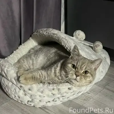 Пропала кошка Моня, пересечение Лиговки и Белавинской