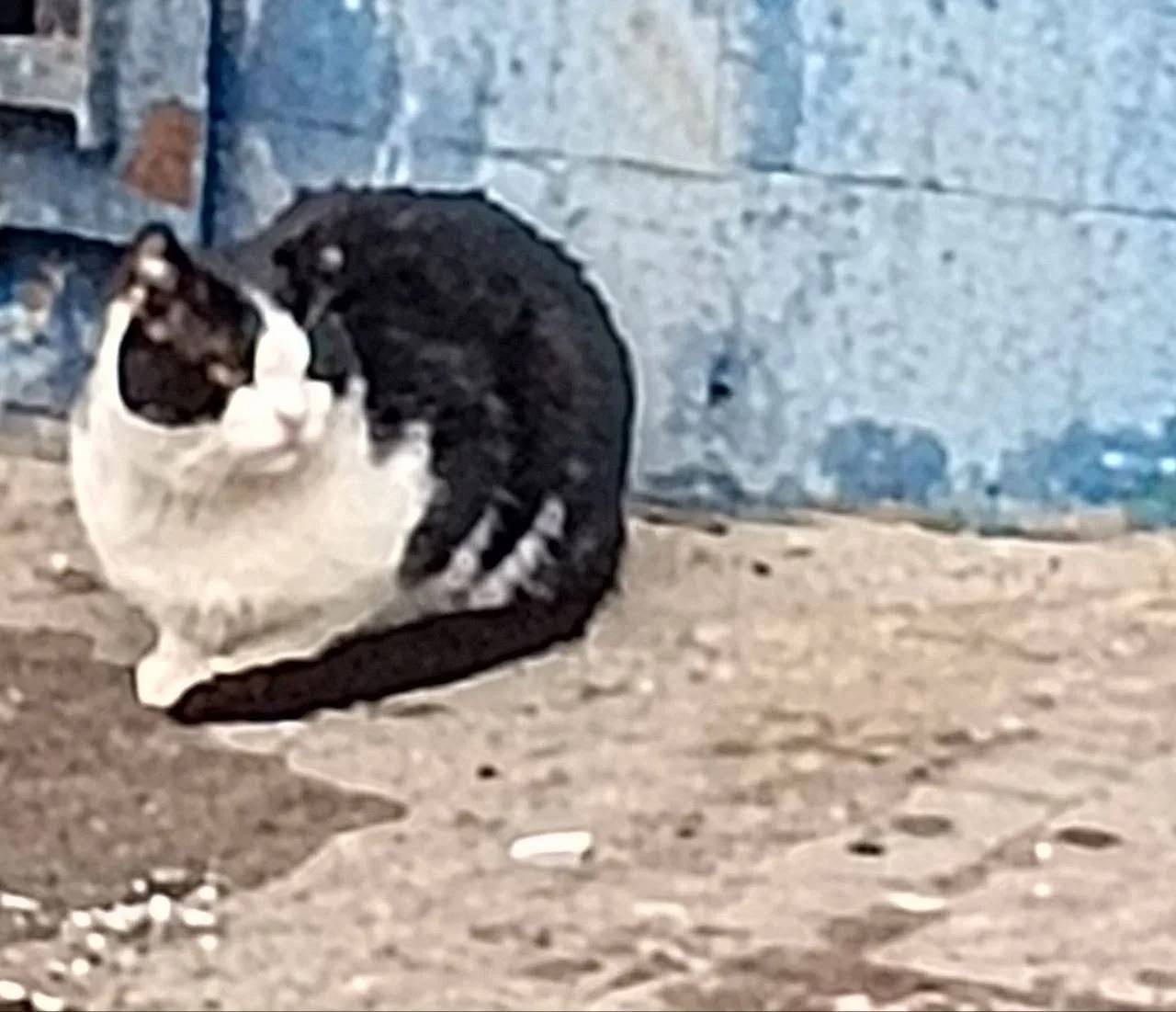 Найден котик, район ул. Вокзальная, Преображенская