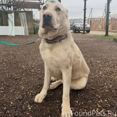 Найден алабай, д. Андреевская