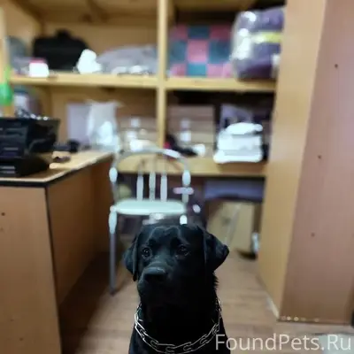 Пропал лабрадор, улица Октябрьская