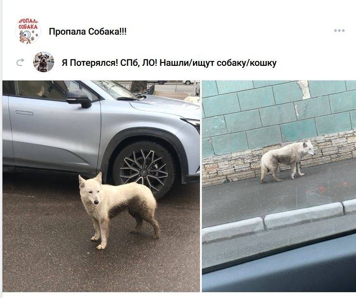Найденна белая собака, Кировский район