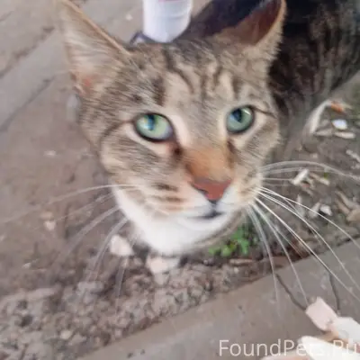 Найдена кошка/кот, улица Коминтерна