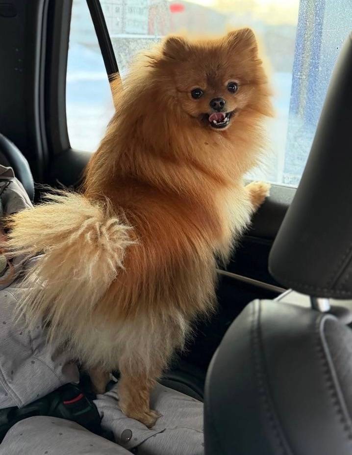 Пропал шпиц померанский, д. Озеро