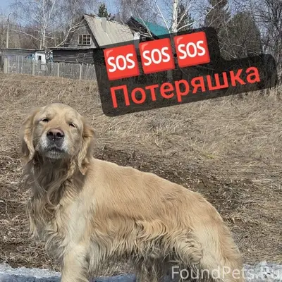 Пропал пес,