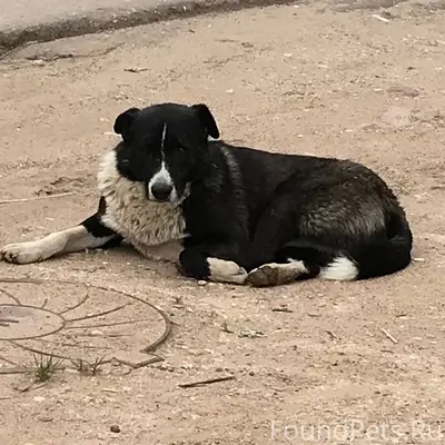 Пропали местные собаки, Раздолье