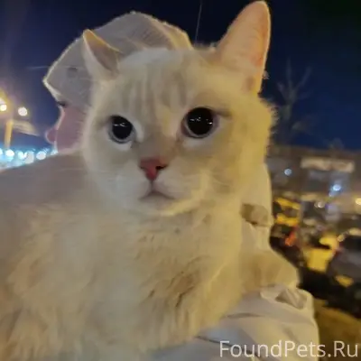 Найден кот, 9 мкр.