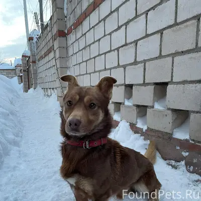 Пропал пёс, район 6 школы