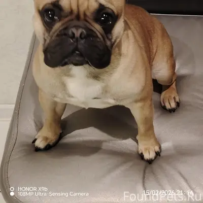 Пропал пёс Тайсон, район ТЦ «Галактика»