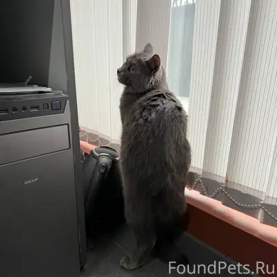 Найдена кошка, Октябрьский район