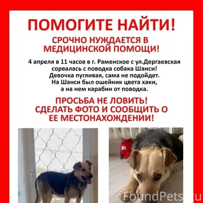 Пропала собака, Раменское