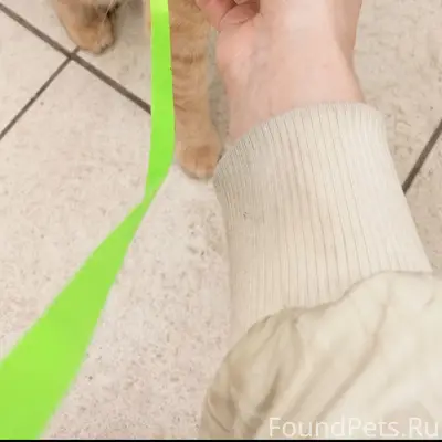 Пропал кот Каспер, Дальний