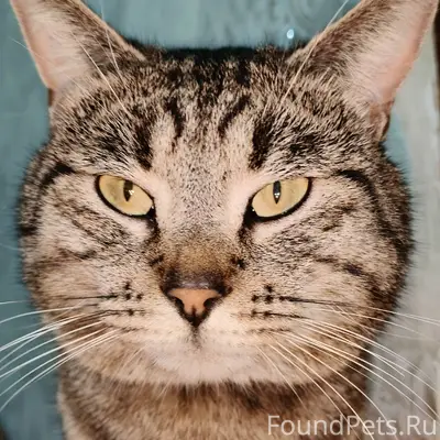 Пропал кот Барсик, район за Тц Центрум Симферополь