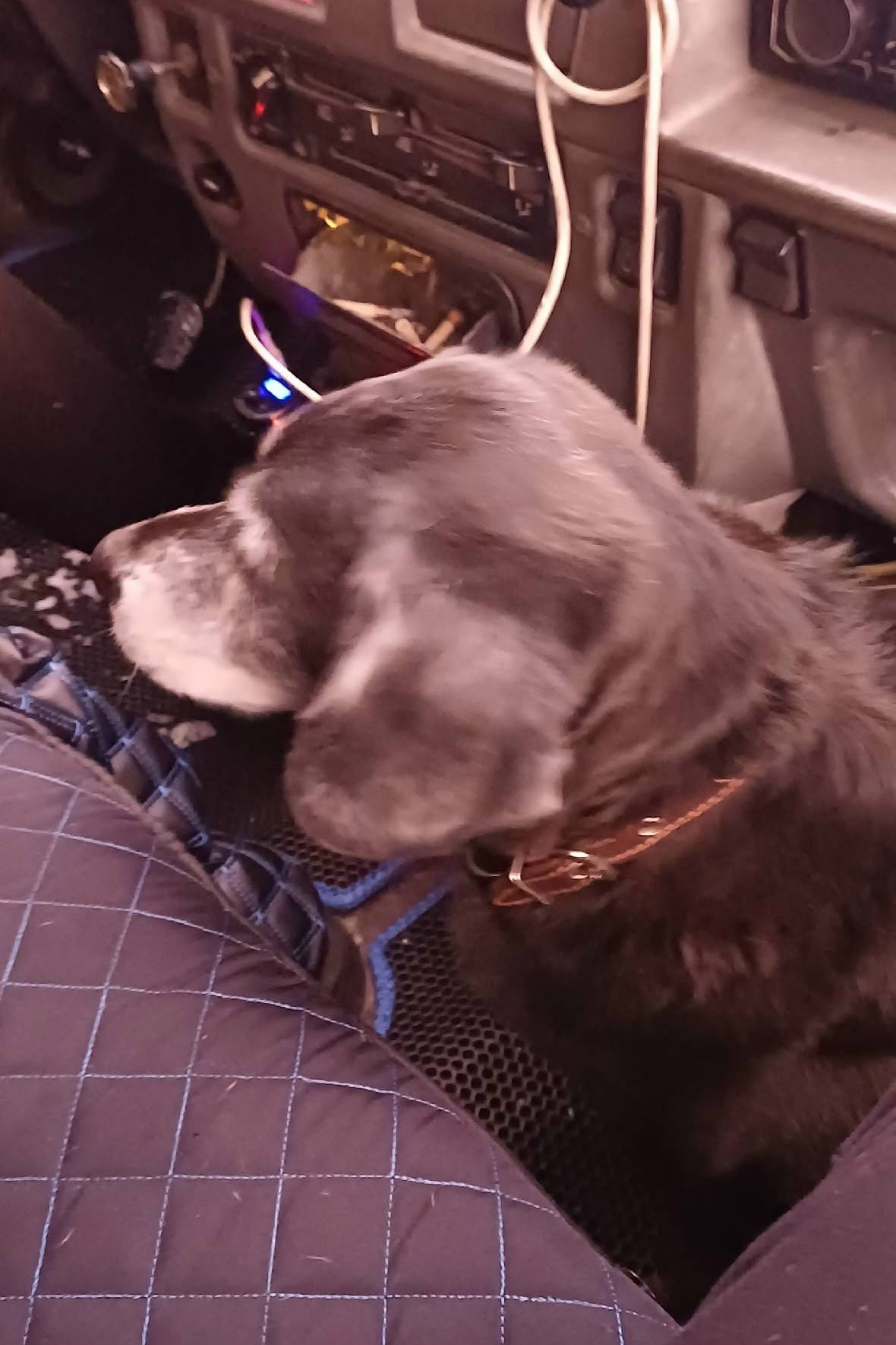 Пропала собака Соня, п. Зареченск