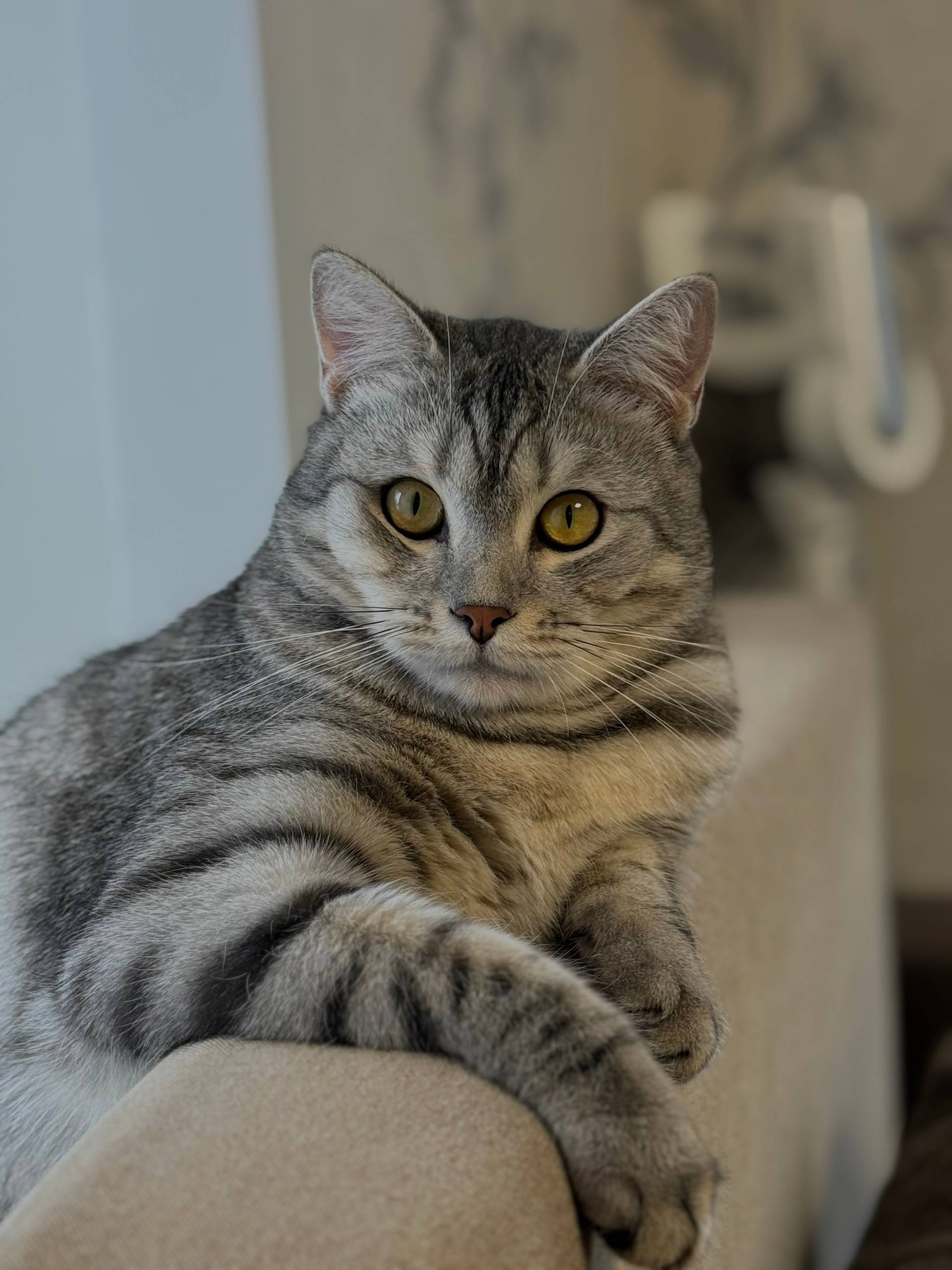 Пропал котик Сэм, с. Кубенское