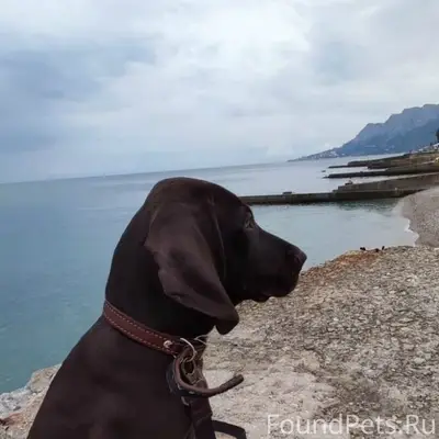 Пропал Курцхаар Дени, 5 микрорайон