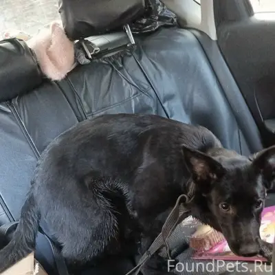 Пропала собака, район парка Гагарина, Самара